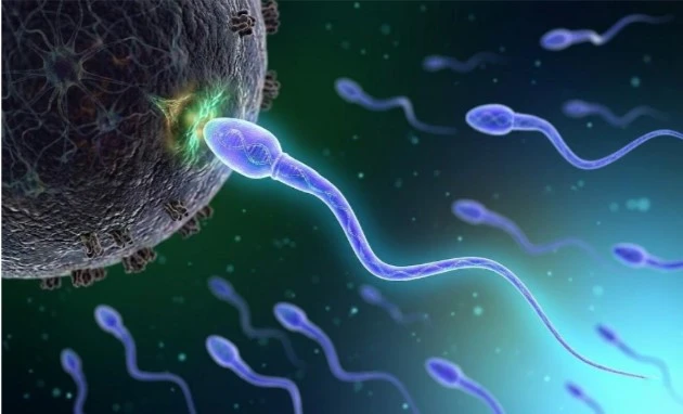 Sperm Donasyonu: Başarı Oranları 2026